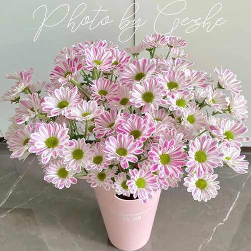 斑纹小雏菊10支云南新鲜鲜花 全店任意两件顺丰京东包邮