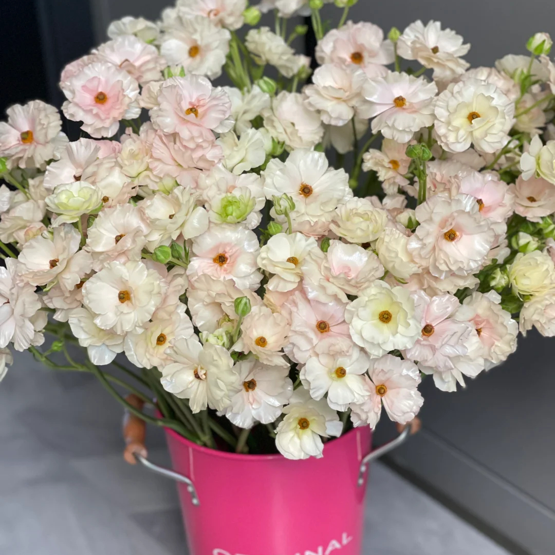 【新品推荐香槟蝴蝶洋牡丹】云南鲜花全店任意2件顺丰送货上门