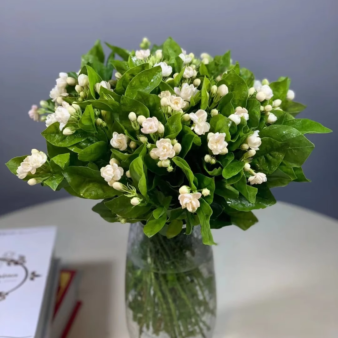 茉莉花1扎 轻微掉花苞【全店任意2件顺丰京东冷链包邮】云南鲜花