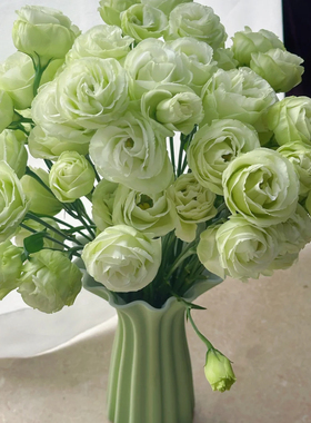 绿色洋桔梗400g云南新鲜鲜花全店任意2件包邮送货上门