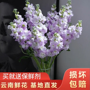 【紫罗兰】带香味 云南鲜花基地直发 全店任意两件顺丰京东包邮