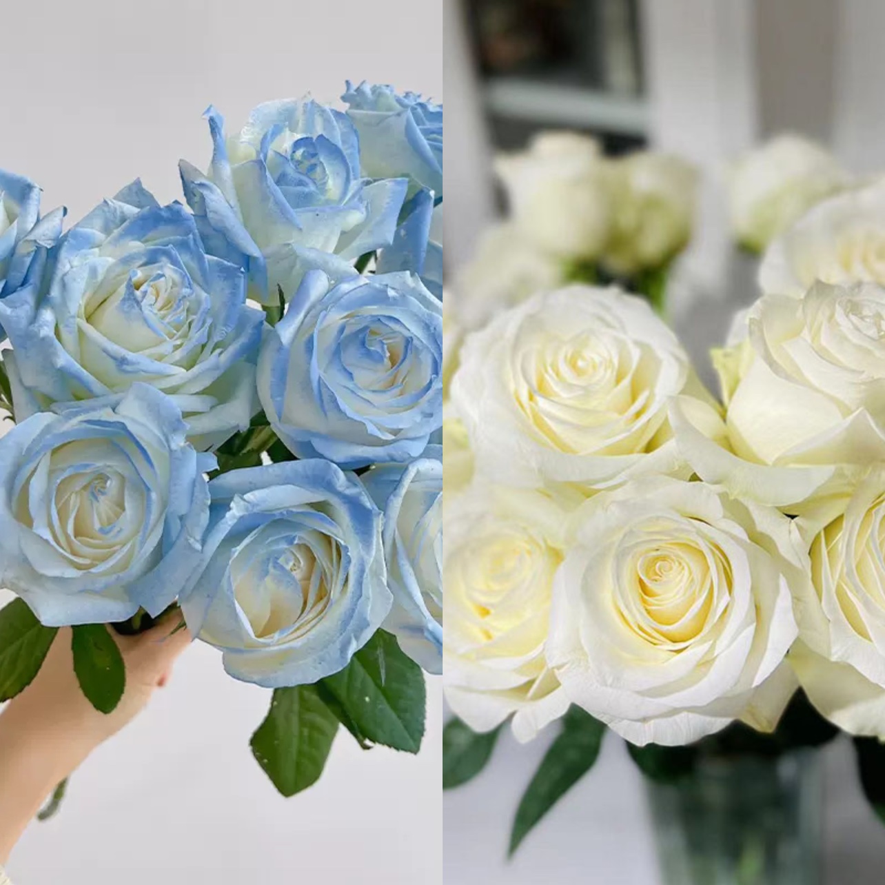 a级喷色碎冰蓝玫瑰骄傲玫瑰鲜花水养家庭插花云南基地直发