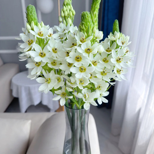云南本地新鲜鲜花花期长生花苞