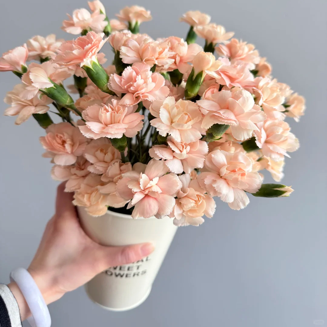 【莫言多头康乃馨20支】云南新鲜鲜花 全店任意2件顺丰送货上门