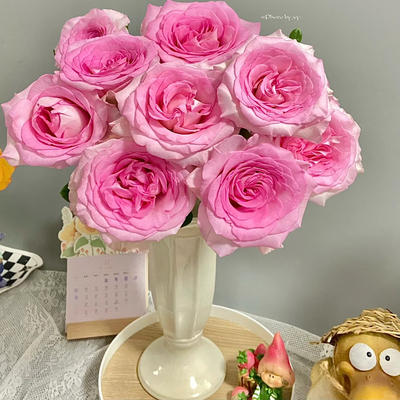 洛神玫瑰好养易开基地直发云南新鲜鲜花全店任意两件顺丰包邮