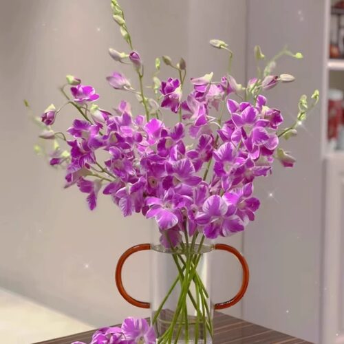 【紫色洋兰10支】云南新鲜鲜花 全店任意两件顺丰京东包邮