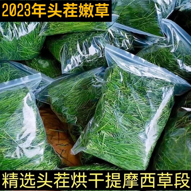 2023年新提摩西草兔兔干草摩西提草龙猫粮草甘肃北提草段兔草包邮