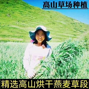 25年烘干燕麦草段500g兔兔干草龙猫粮草荷兰猪饲草烘干绿燕麦绿草
