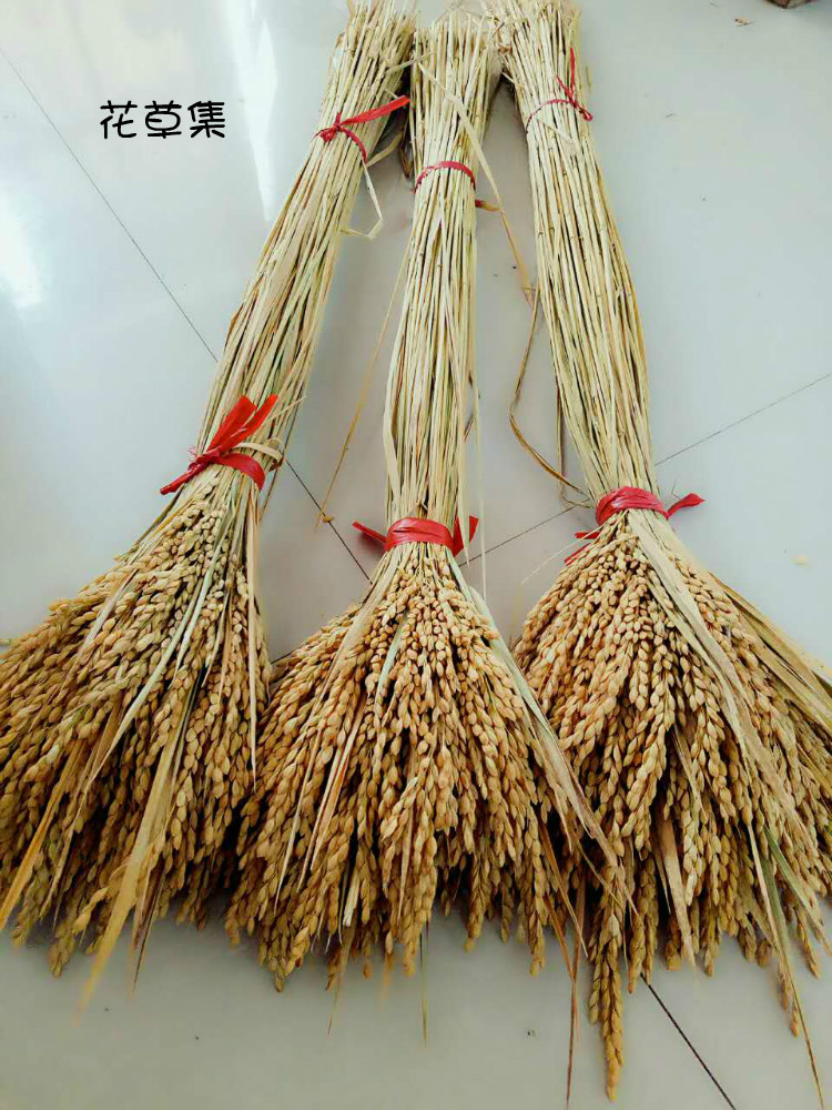 丰收麦穗稻子会展布置田园干花