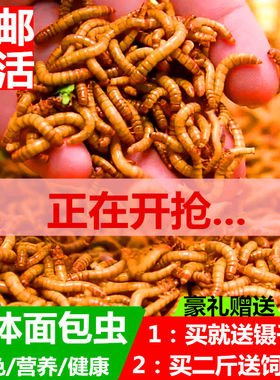 黄粉虫活体 面包虫活体种虫龙鱼蜥蜴乌龟石蛙鸟仓鼠饲料引种包邮