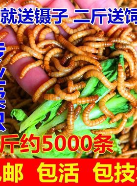 面包虫活体黄粉虫活体种虫龙鱼乌龟仓鼠蜥蜴石蛙鸟饲料引种养殖