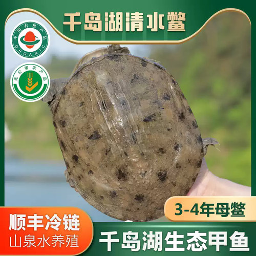 千岛湖甲鱼鲜活生态甲鱼1.2斤胶原蛋白生鲜健康礼品活甲鱼淡水 - 封面