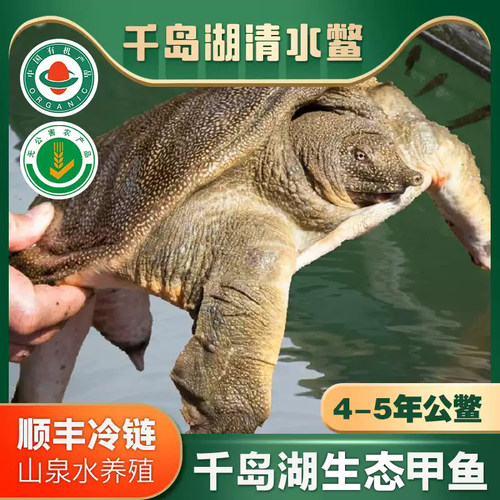 千岛湖外塘生态鲜活食用甲鱼
