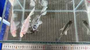 这组150元三条 精品布里斯托亚成尺寸在12cm左右 长尾草金