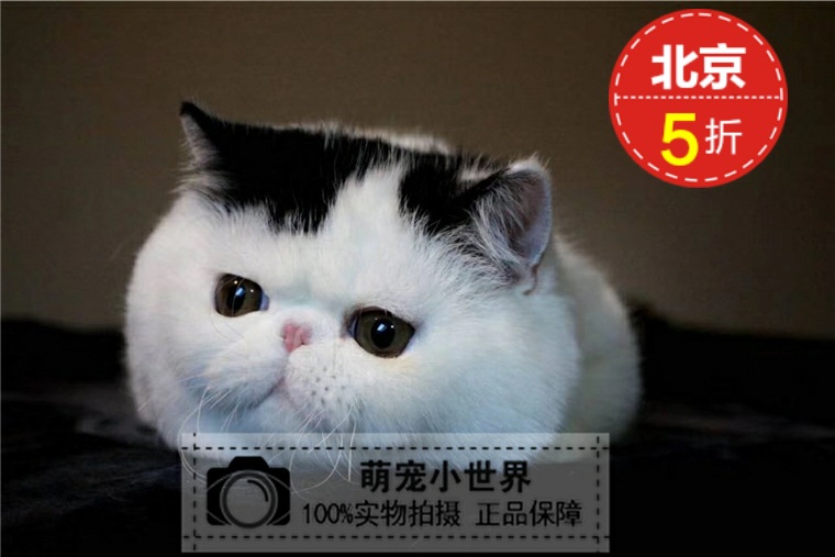 出售纯种黑白活体异国短毛猫