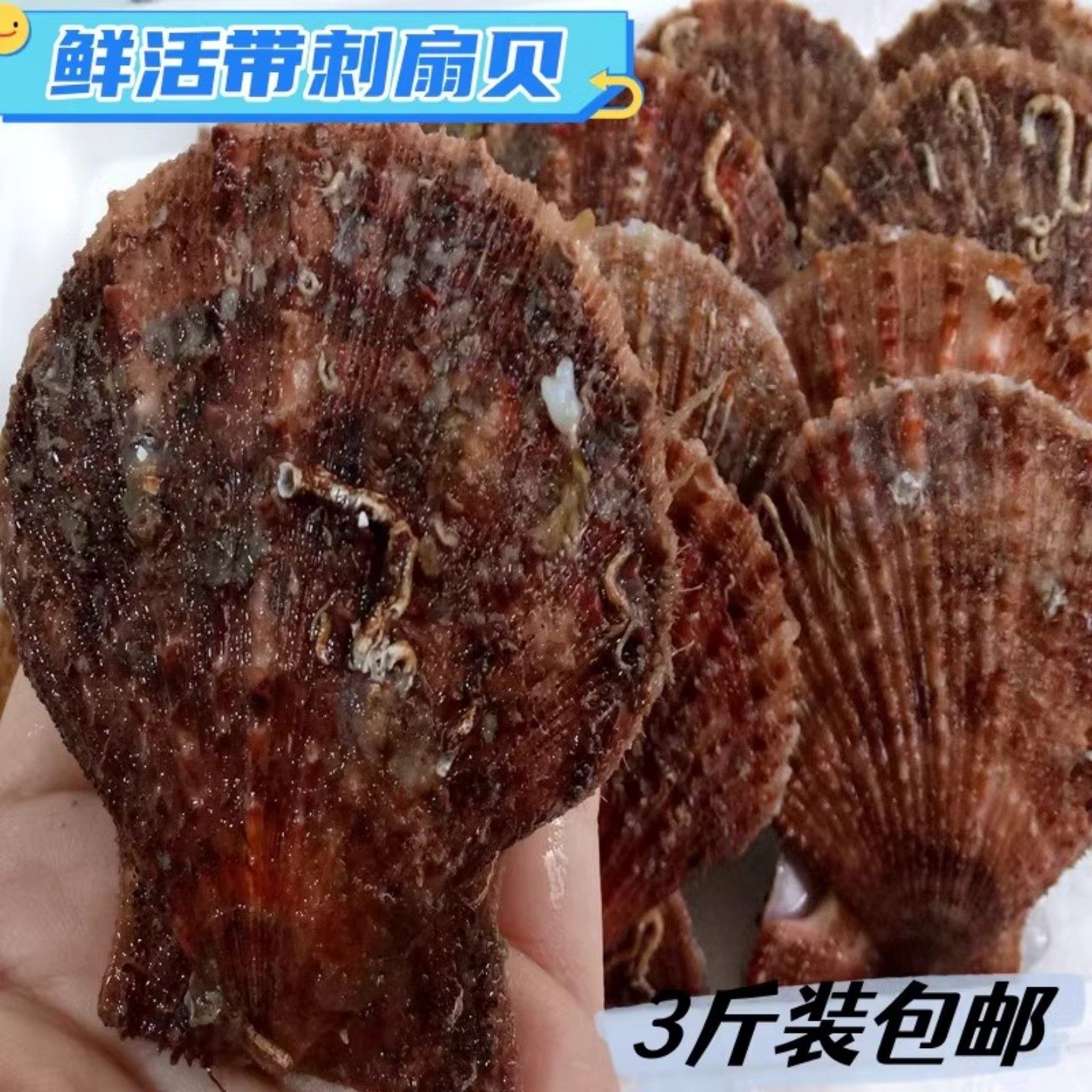 扇贝鲜活青岛贝类海鲜水产小红贝