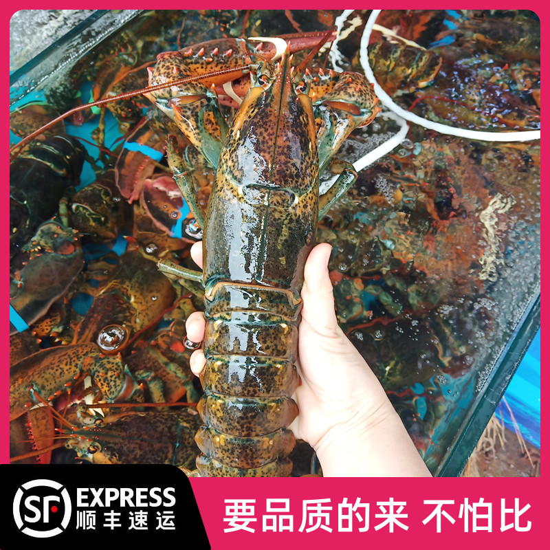 波士顿大龙虾鲜活海鲜海虾