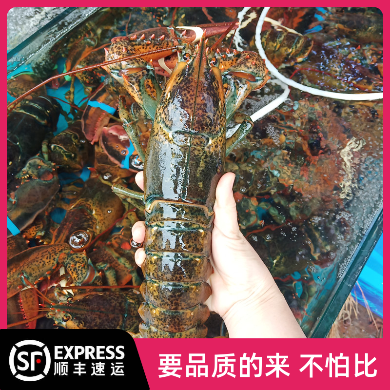 龙虾鲜活波士顿大龙虾特大波龙进口海鲜大虾澳龙青岛海鲜1-8斤