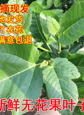 新鲜无花果叶子药用zhi疮熏洗现摘现发树叶500g保鲜产后坐浴特产
