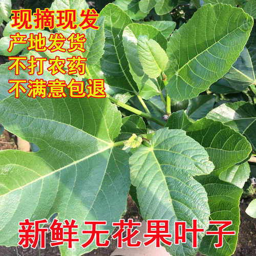 新鲜无花果叶子药用zhi疮熏洗现摘现发树叶500g保鲜产后坐浴特产 - 封面