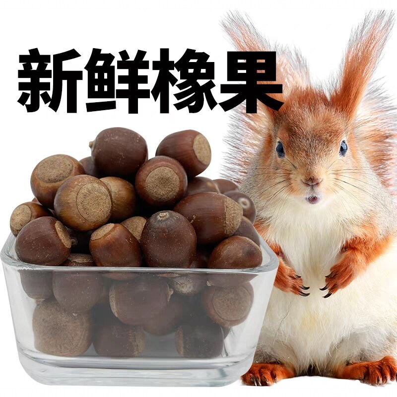 新鲜【橡果】松鼠粮食食物主食坚鼠粮