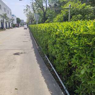 法国冬青珊瑚树苗北海道黄杨四季常青别墅花园绿篱庭院篱笆包邮