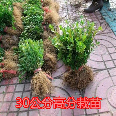 黄杨苗树苗小苗四季常青庭院