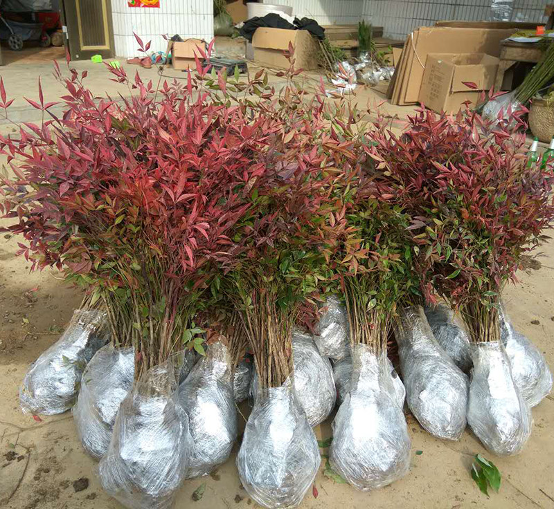 南天竹绿化苗木 庭院植物绿化 南天竹苗 南天竺 红天竹盆栽盆景