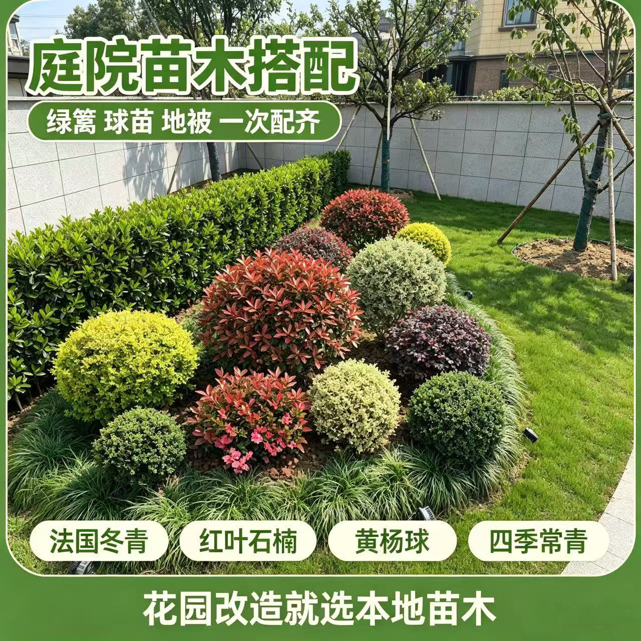 庭院绿篱球苗搭配设计服务