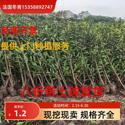 法国冬青珊瑚树苗北海道黄杨四季常青别墅花园绿篱庭院篱笆包邮