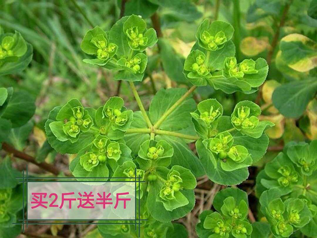 新货猫眼草500克包邮 正品   五朵云 中药材泽漆 自然山中生长的