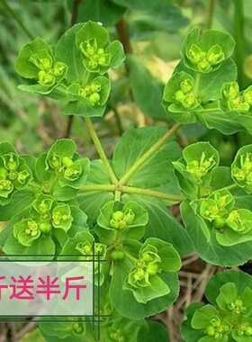 野生500克包邮正品中药材猫眼草