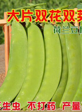 珍宝豆大片双花双夹荷兰豆种籽