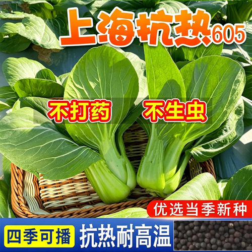 上海青种子抗热605四季绿娜青梗菜小青菜阳台盆栽家庭蔬菜种子