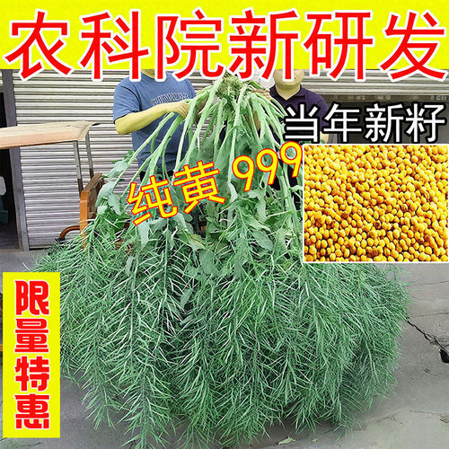 高产一代杂交四川油菜种子出油多耐寒黄油菜籽大荚大粒矮杆早熟
