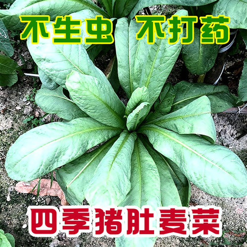 四季猪肚甜唛菜种子鞋底唛菜种籽