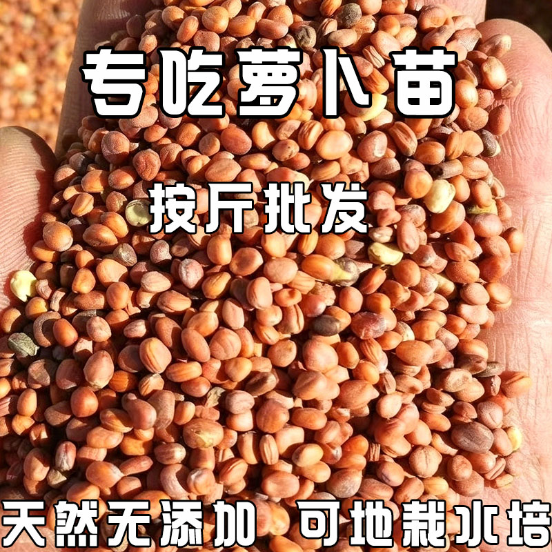 萝卜菜种籽专吃萝卜苗种子四季阳台盆栽小萝卜青菜籽种蔬菜种孑