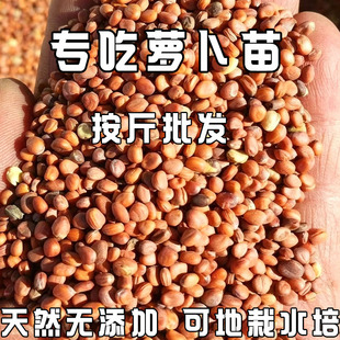 萝卜菜种籽专吃萝卜苗种子四季阳台盆栽小萝卜青菜籽种蔬菜种孑