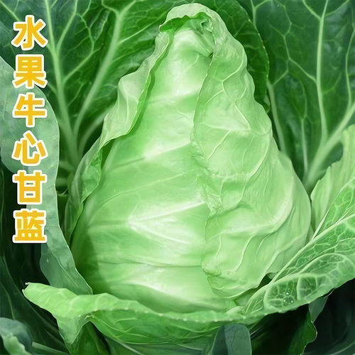 水果牛心甘蓝种子包心菜卷心菜种子阳台蔬菜种植家庭四季蔬菜种子