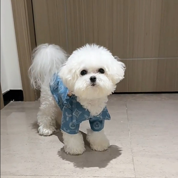 小猫小狗外套裙子秋季冬季防脏