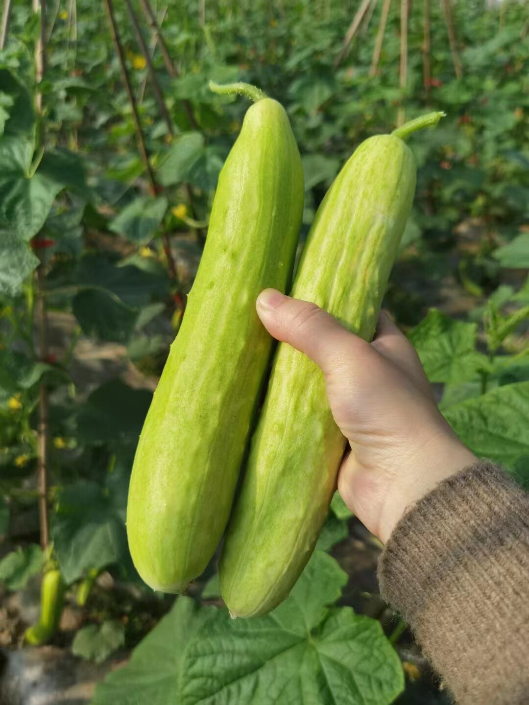 湖南本地新鲜现摘白皮黄瓜农家自种绿色健康脆嫩可口天然清甜
