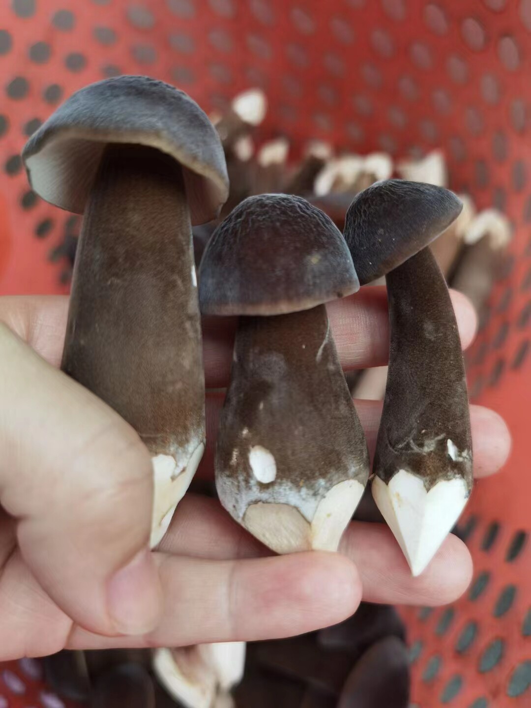 【顺丰包邮】现货新鲜鸡枞菌湖南现挖现发鸡枞菌天然甘甜清香鲜嫩