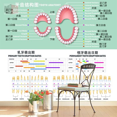 牙齿结构图壁纸诊所卡通墙纸壁画