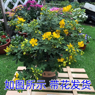 带花黄金梅盆栽决明子黄槐花蛇灭门阳台庭园花镜耐寒耐热植物包活