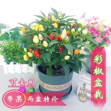 带果七彩椒辣椒盆栽树苗可食用五彩椒朝天椒阳台四季开花结果植物