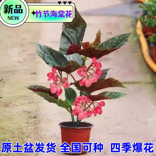 带花竹节海棠盆栽易活净化空气