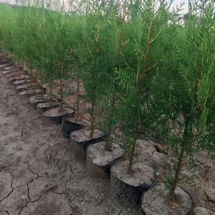 香柏树松树苗庭院绿化侧柏防脱发四季常青