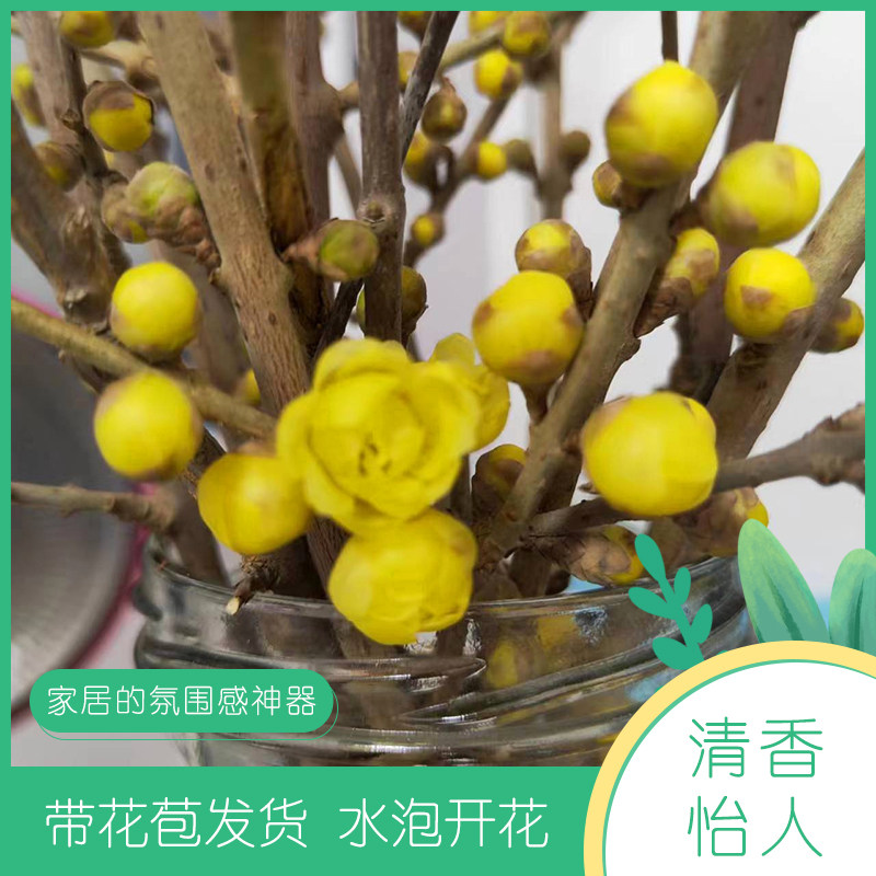 鄢陵干枝腊梅冬季鲜插花水泡开花室内桌面装饰香味浓,家居饰品,干花/花瓣/干花包/干树枝,淘宝优惠券,粉丝福利购,淘宝优惠卷