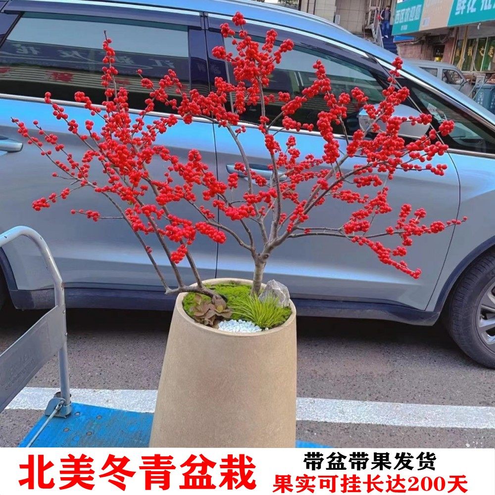 北美冬青老桩庭院盆栽带果发货