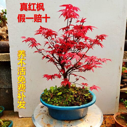 日本红枫盆景老桩 原生红舞姬造型桩 阳台庭院树苗办公桌盆栽植物 - 封面